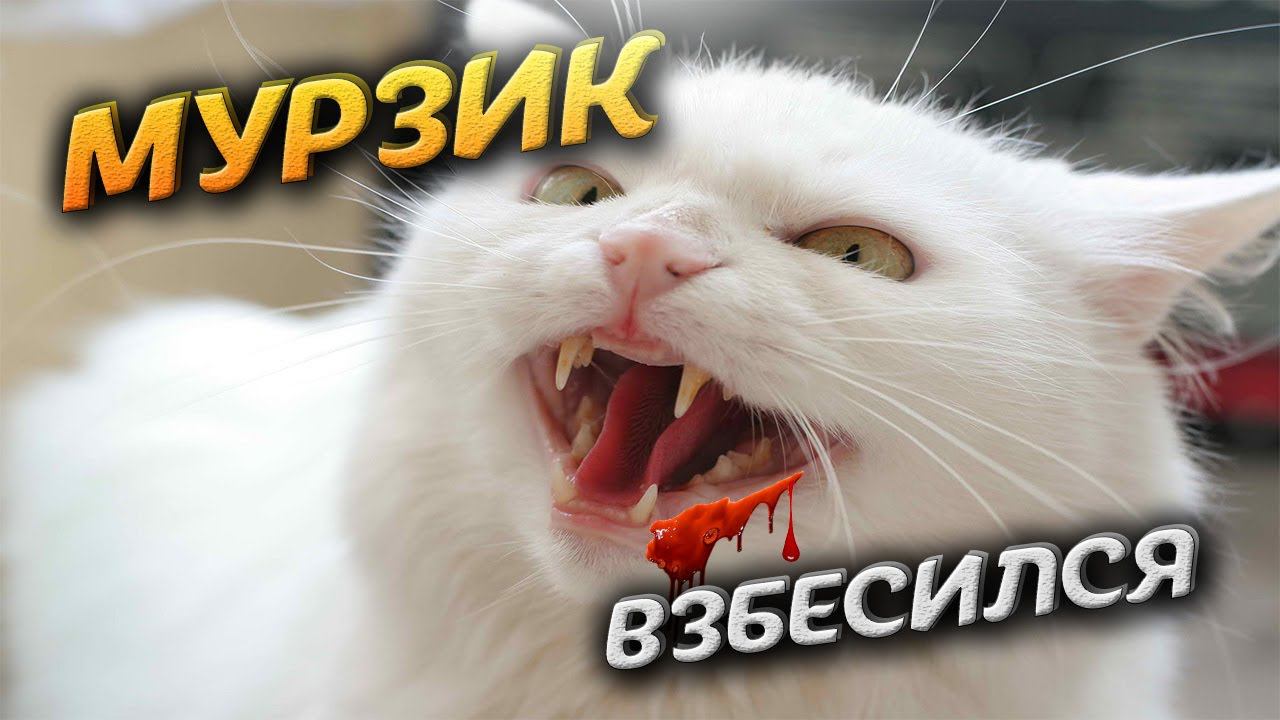 Бешеный КОТ. Кровавая ДРАКА с взбесившимся котом. Video Trawl #020 смотреть онлайн