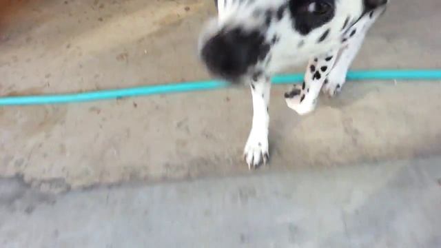 Snowie talks for treats again 3 смотреть онлайн