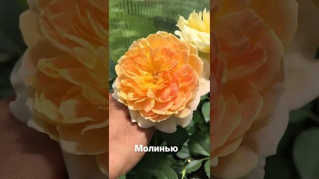 Английская Роза «Молинью» ?Каталог rozi-yulii.ru? смотреть онлайн