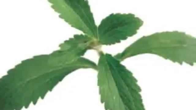 Plante Stevia смотреть онлайн