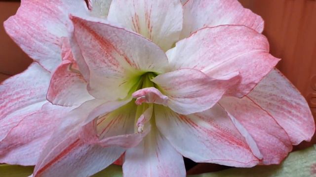 Aphrodite Hippeastrum