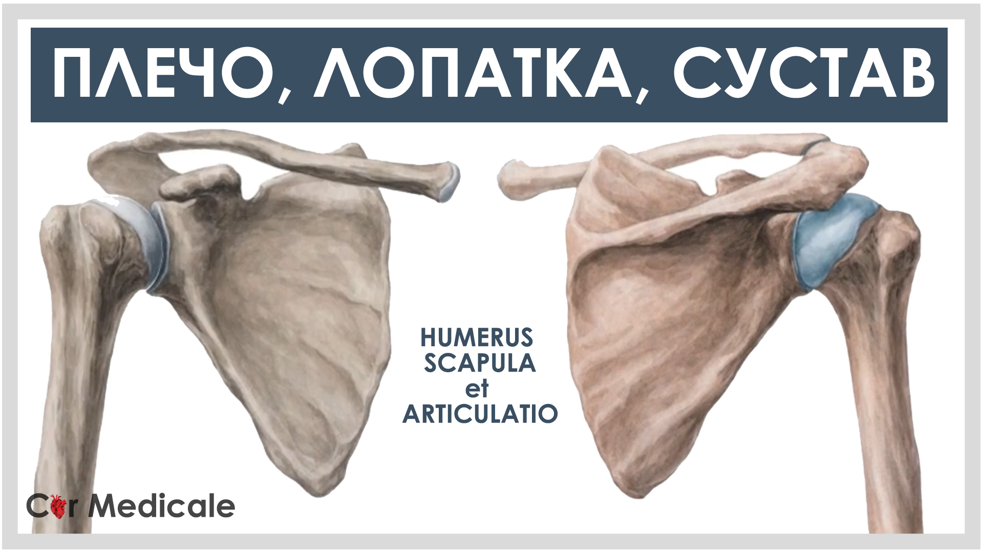Плечо и лопатка - анатомия смотреть онлайн