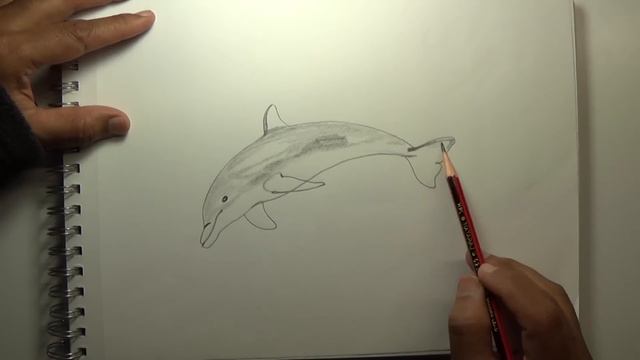 How to draw a Dolphin смотреть онлайн