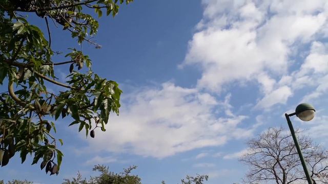 Старый Новый Год/Тропики/Небо/Цветы/Январь/Красота смотреть онлайн