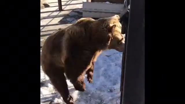 Большая медведица мечтает о космосе смотреть онлайн