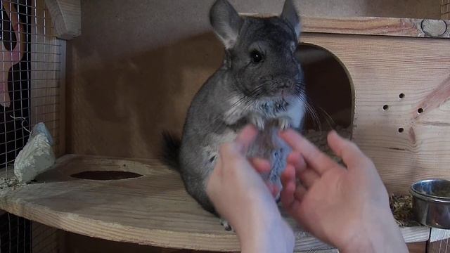 Я играю с шиншиллой в ладушки))) смотреть онлайн