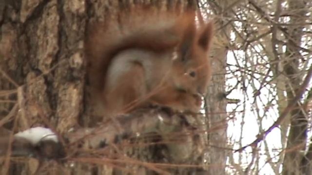 В сосновом бору ручные птицы и белки | Зимой смотреть онлайн