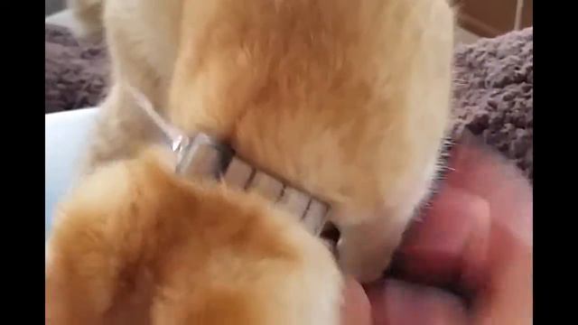 Подборка приколов с животными, смешные животные #1 смотреть онлайн