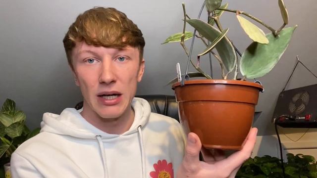 WISHLIST PLANT HAUL | Hoya macrophylla ‘variegata’ смотреть онлайн