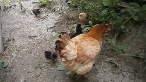 От цыпленка до курицы