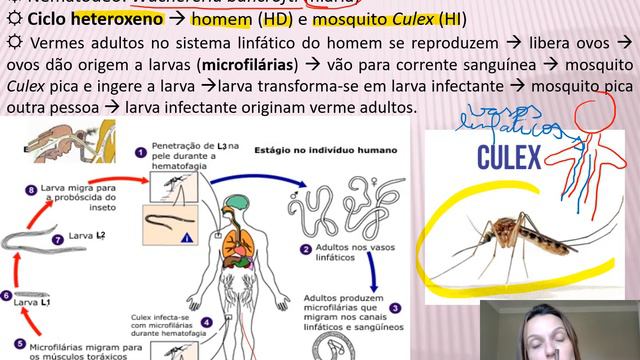 Nematoda - parte 02 смотреть онлайн