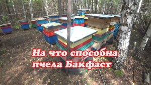 ПЧЁЛЫ В ОКТЯБРЕ, ЛЕЧЕНИЕ, ФОРМИРОВАНИЕ В КЛУБ, КАК РАБОТАЕТ БАКФАСТ НА МЕДОСБОРЕ.