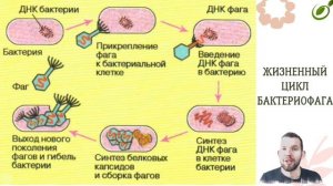 Л.45 | ВИРУСЫ – НЕКЛЕТОЧНАЯ ФОРМА ЖИЗНИ | ОБЩАЯ БИОЛОГИЯ ЕГЭ