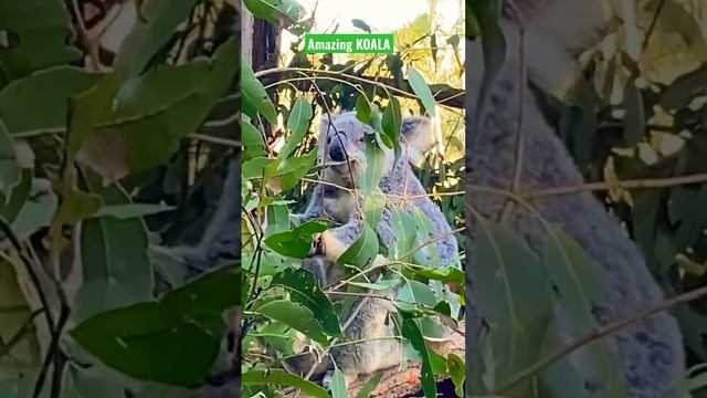 Do koalas eat anything besides eucalyptus? #koala #shorts #animal смотреть онлайн
