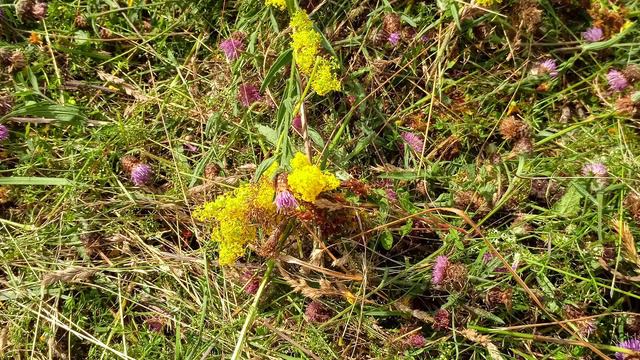 100 heimische & insektenfreundliche Pflanzen [2/4]: Pflanzen- und Standortkunde + Bestäuber-Wissen смотреть онлайн