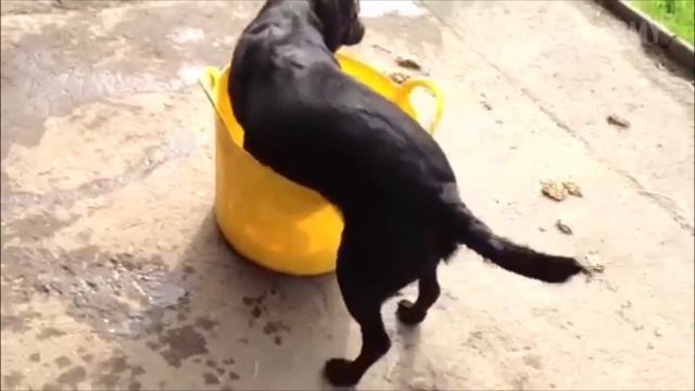 Прикольные СобачкиIIDummy Dogs Dog Fails смотреть онлайн