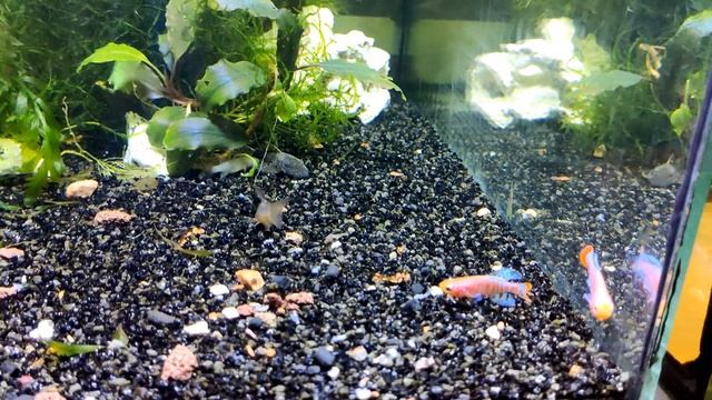 Нотобранхиус Рахова / Nothobranchius rachovii #нотобранх#Nothobranchiusrachovii#killifish смотреть онлайн
