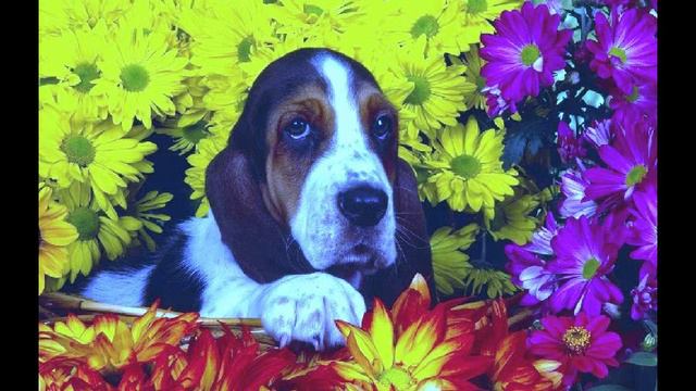 Basset Hound Dog breed :Details of Basset Hound Dog:Information:Video:Images:News Basset Hound dog смотреть онлайн