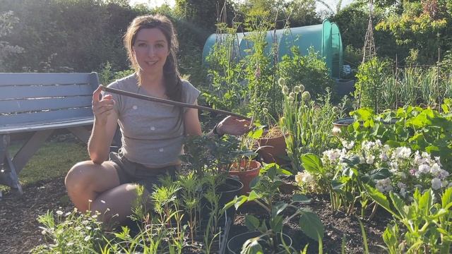 Growing Dahlias / Pinching & Planting / Homegrown Garden смотреть онлайн