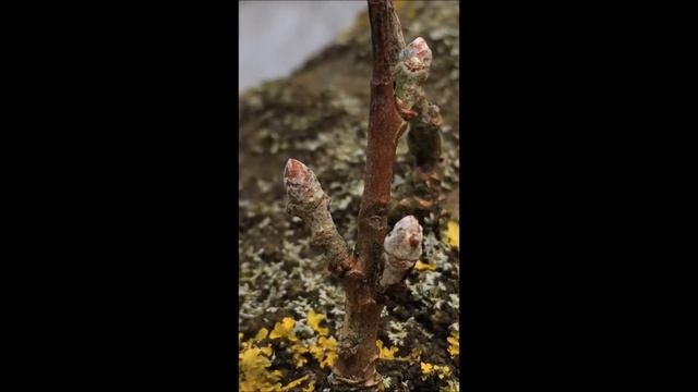 White Poplar (Populus alba) - buds close up - January 2018 смотреть онлайн
