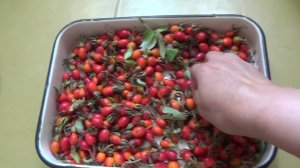 Как мы сушим шиповник дома.