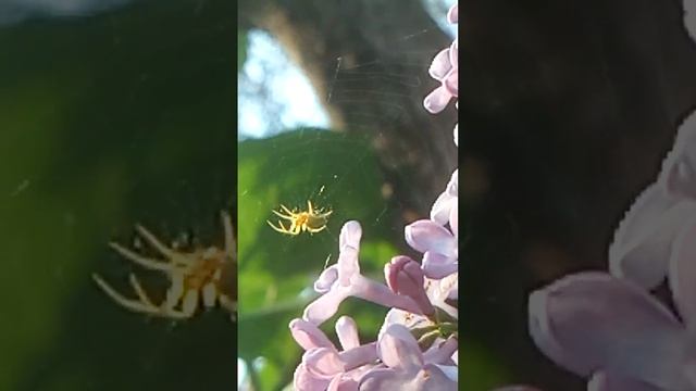 Этот зелёный паучёк живёт на сирени и приносит большую пользу #shorts смотреть онлайн