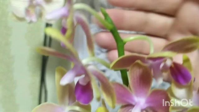 Глаза завидущие,руки загребущие,красотки Орхидейки. смотреть онлайн