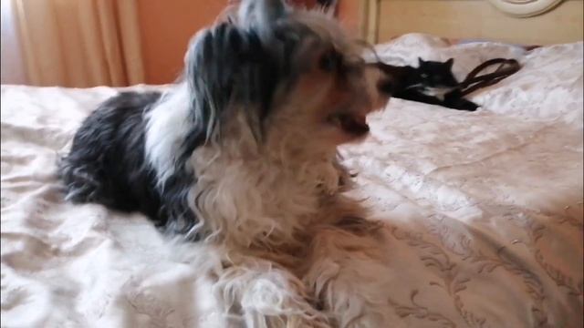 Собака поет веселую песню / собачья песня с колокольчиком смотреть онлайн