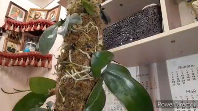 ??МЕГА? Групповая посадка 13 ОРХИДЕЙ/Бомба Изменение На окне/ Пятница 13/посадка 13 орхидей ??????? смотреть онлайн