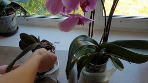 Эффективный способ ВОССТАНОВИТЬ ТУРГОР листьев орхидеи || Быстро вернуть тургор орхидее