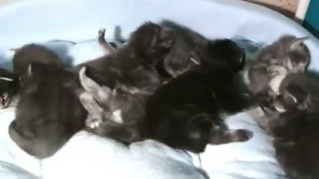 Приколы с животными 2 недели котятам смотреть онлайн