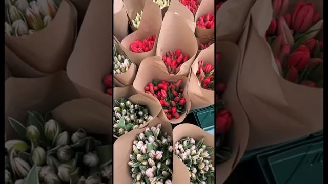 Когда высота тюльпана имеет значение! #тюльпаны #выгонкатюльпанов #тюльпаныоптом #тюльпаны8марта смотреть онлайн
