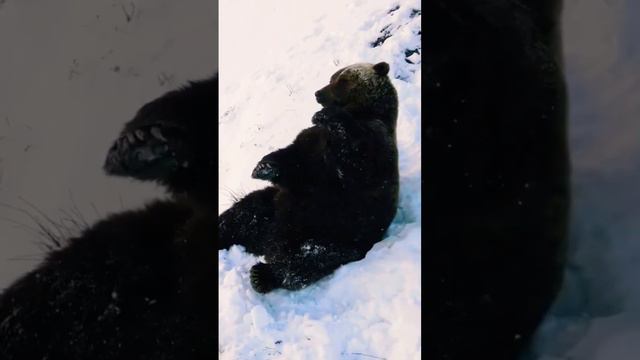 Когда совсем не хочется спать..:) #медведь смотреть онлайн