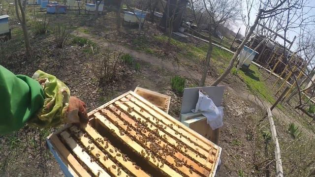 ПОЛНО ПЧЕЛЫ. 20 ДНЕЙ ПОСЛЕ ОБЛЕТА. 2 КОРПУСА ДО ВЕРХА ПЧЕЛЫ. ВЕСНА. смотреть онлайн