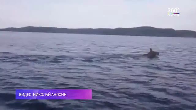 Купание карельского лося смотреть онлайн