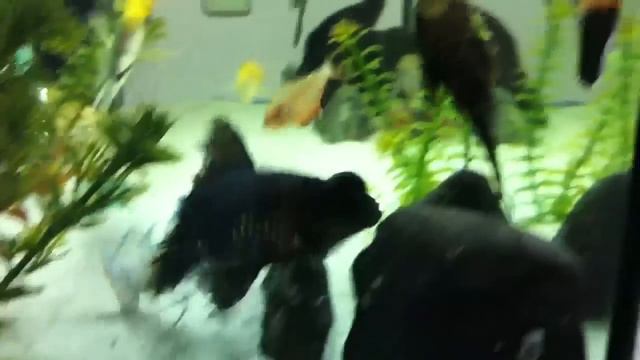 לובסטר כחול תופס דג טלסקופ Blue lobster catch teleskop fish смотреть онлайн