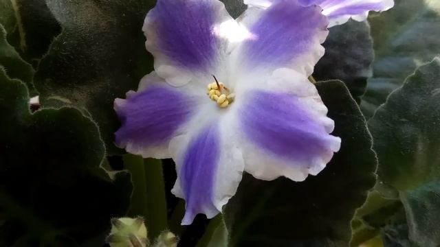 Комнатная ФИАЛКА: синяя и белая (домашние цветы) смотреть онлайн