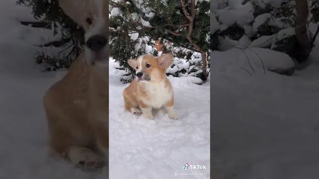 Милый корги смотреть онлайн