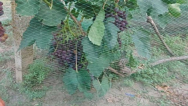 Защита от птиц. Как защитить виноградник? от птиц? смотреть онлайн