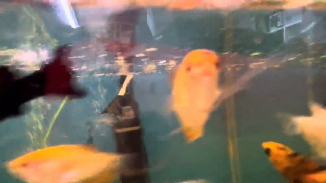 Популярные аквариумные рыбки смотреть онлайн