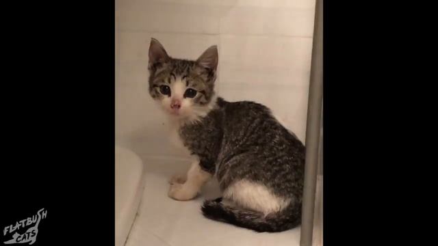 Street Cat Rescue: Special Delivery смотреть онлайн