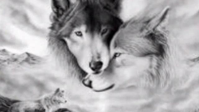 Волки фото ? смотреть онлайн