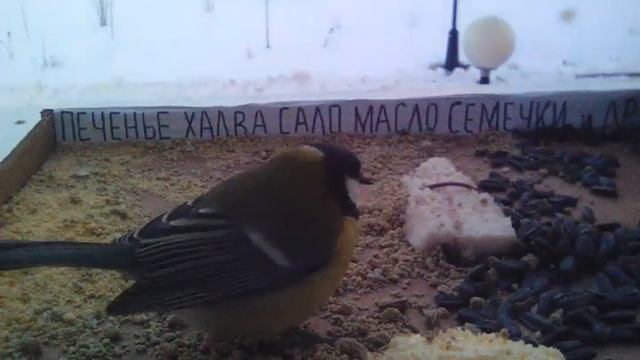 Синицмаркет смотреть онлайн