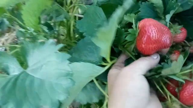 земляника Моллинг Алюр, новинка 20 смотреть онлайн