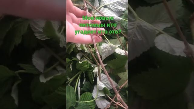 #палочники#австралийские#анамские смотреть онлайн