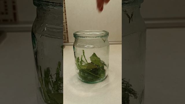 Солёные волнушки