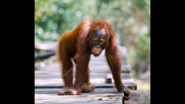 Биология 8 кл Приматы смотреть онлайн