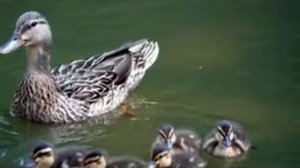 Гимн  Экология 2017