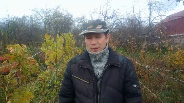 Когда обрезать виноград осенью в средней полосе.Сроки обрезки винограда смотреть онлайн