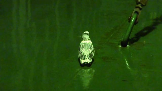 Экзотическая птичка смотреть онлайн